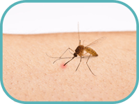 Hausmittel Gegen Insektenstiche