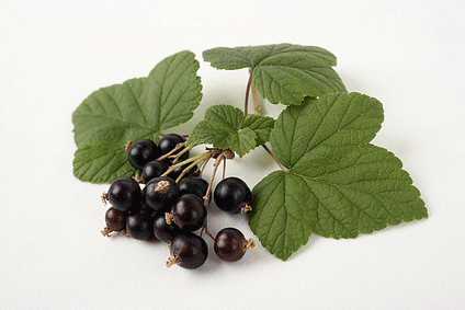 Johannisbeeren Und Natron