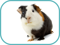 Meerschweinchen Stinkt