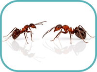 Natron Gegen Ameisenplage